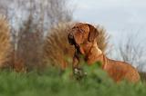 DOGUE DE BORDEAUX 205